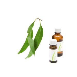 evkalipt eucalyptus globulus