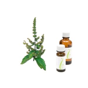 paculi pogostemon cablin