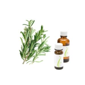 rozmarin rosmarinus officinalis