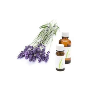 sivka lavandula angustifolia