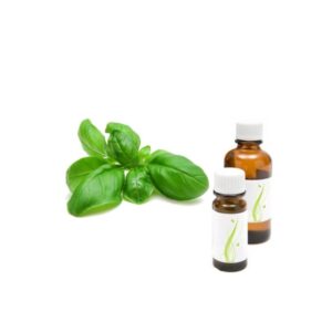 bazilika eterino olje ocimum basilicum