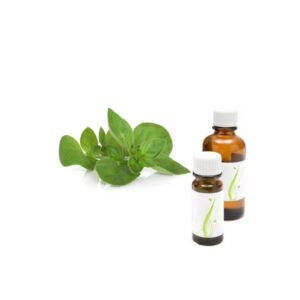 divji origano etericno olje origanum vulgare