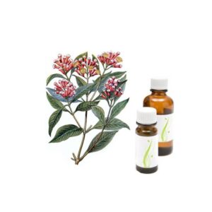 nageljnove zbice caryophyllus aromaticus